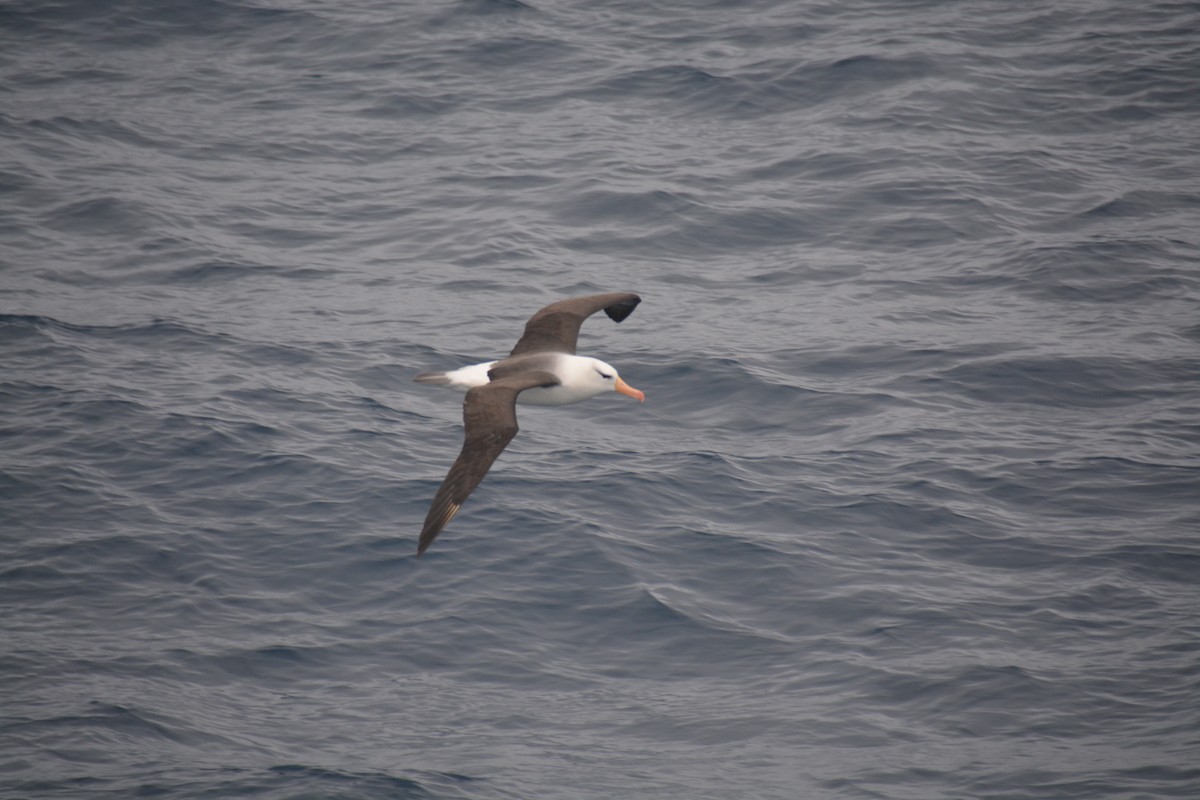 Black-browed Albatross - ML647171417