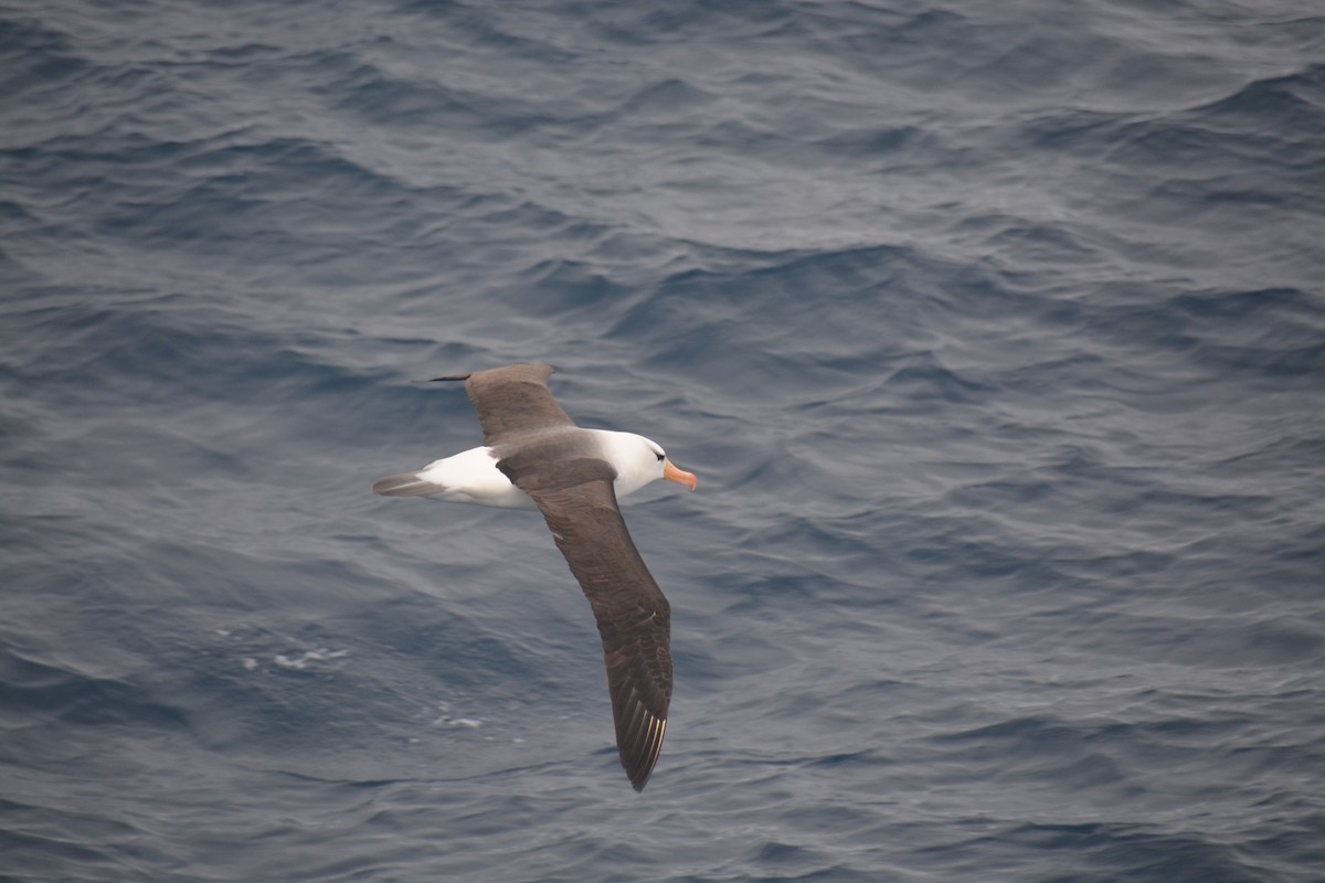 Black-browed Albatross - ML647171418