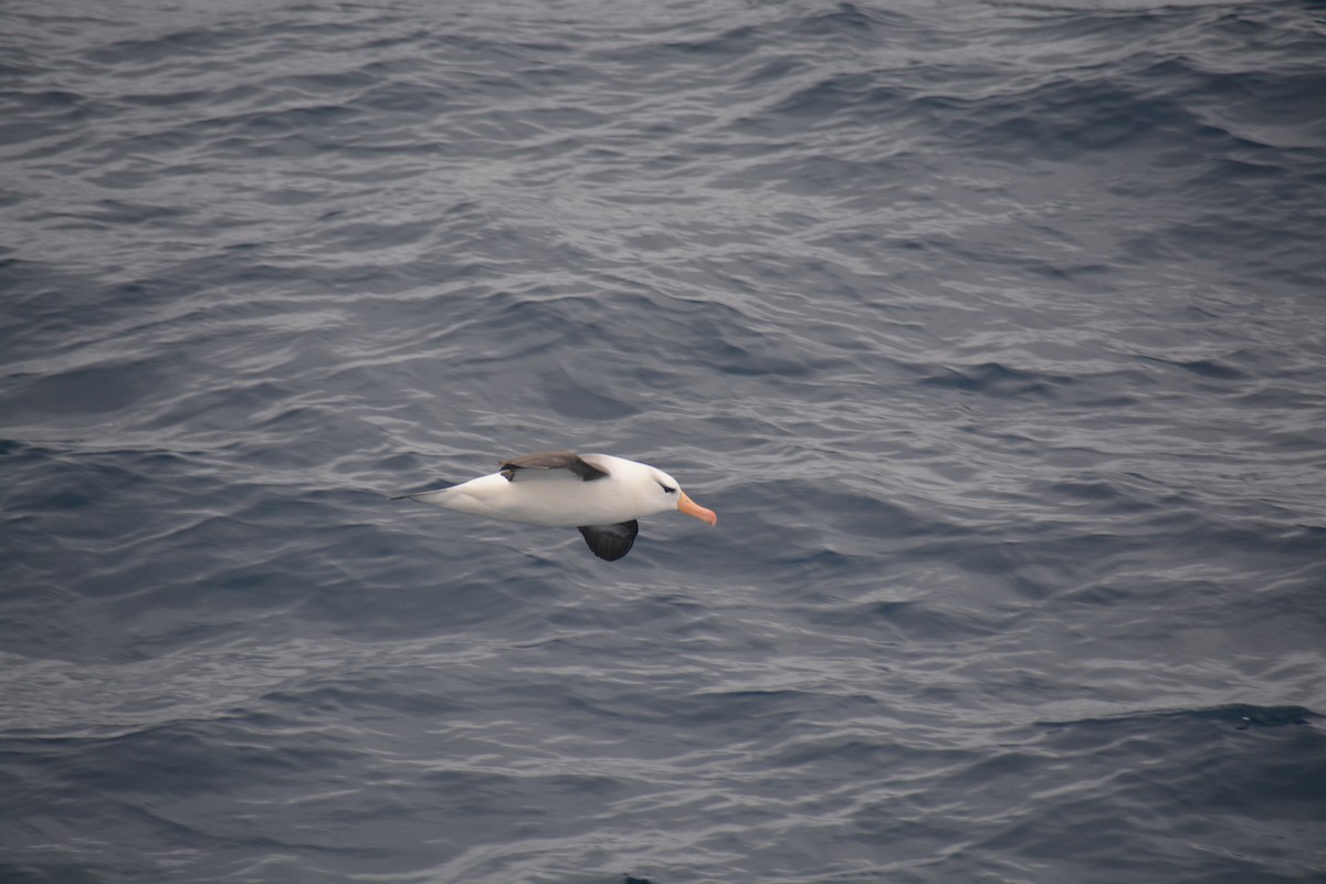 Black-browed Albatross - ML647171419