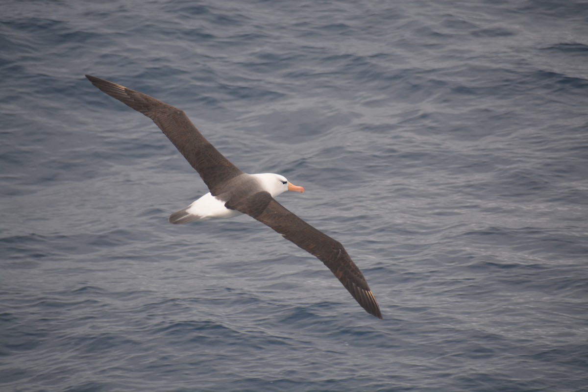 Black-browed Albatross - ML647171420