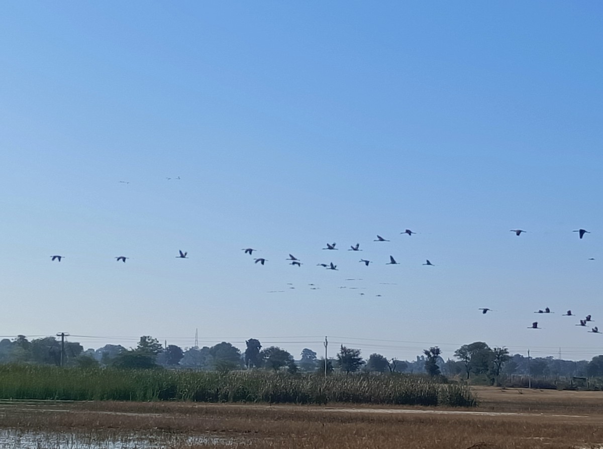 Common Crane - ML647171424