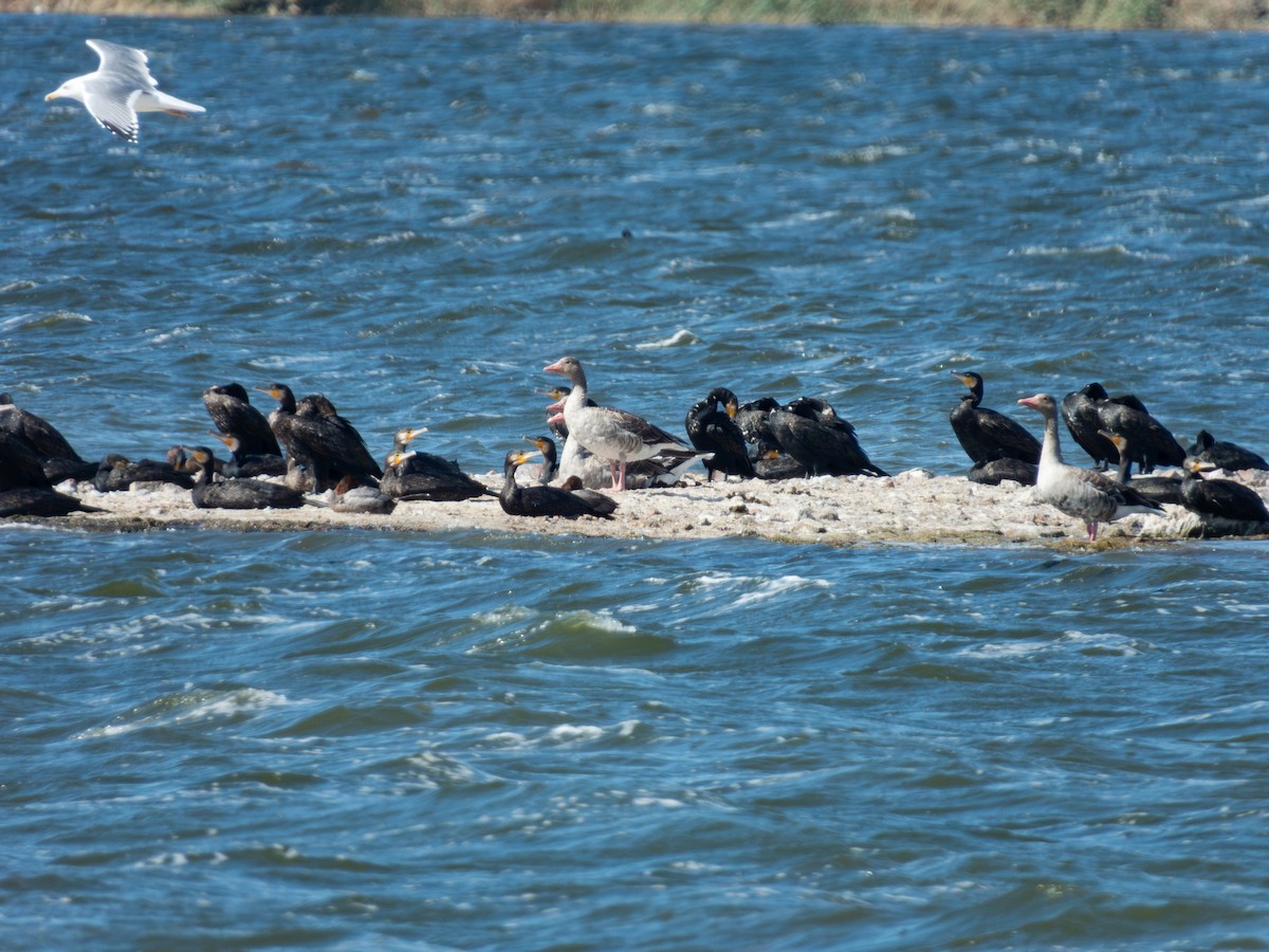 Graylag Goose - ML647171427