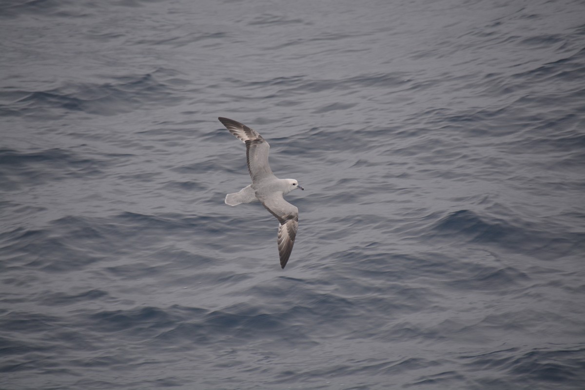Southern Fulmar - ML647171430