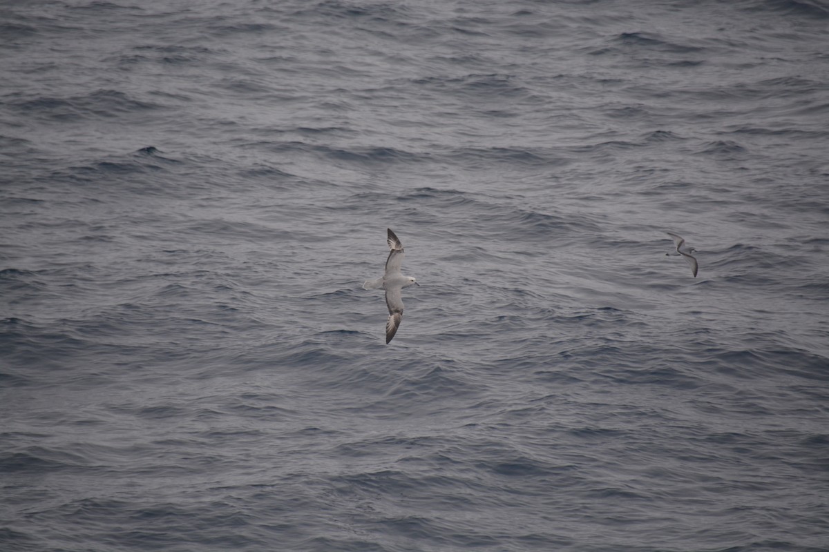 Southern Fulmar - ML647171431
