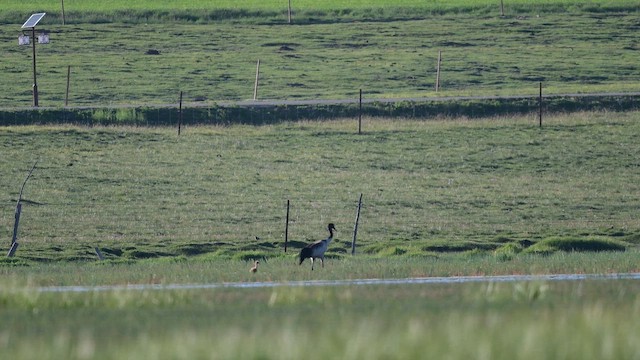Black-necked Crane - ML647171432