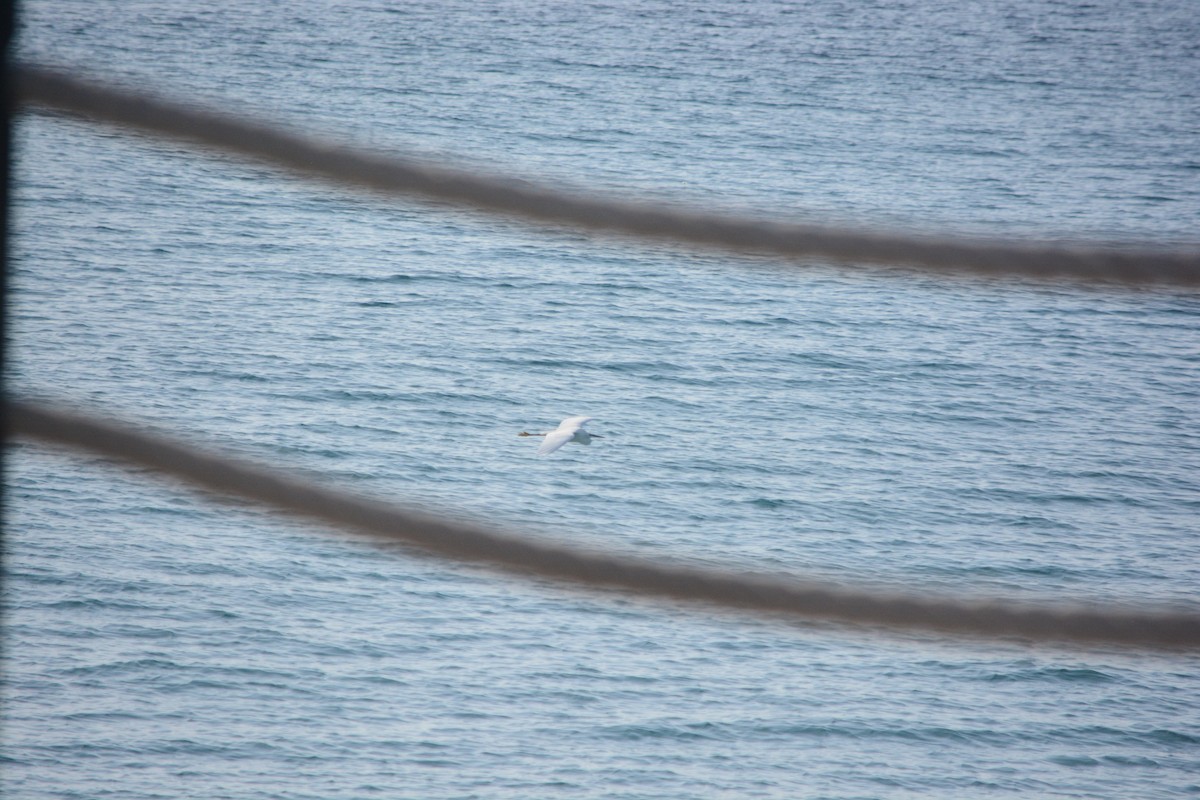 Küçük Ak Balıkçıl - ML647171433