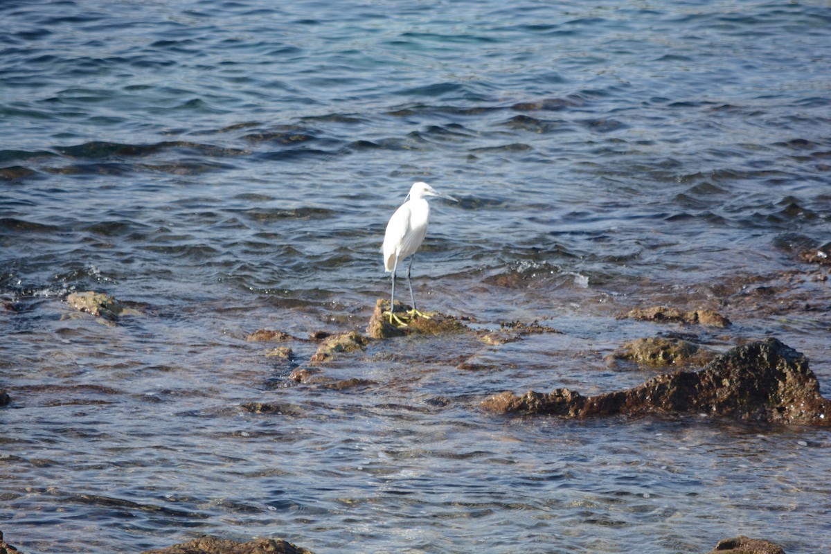 Küçük Ak Balıkçıl - ML647171434