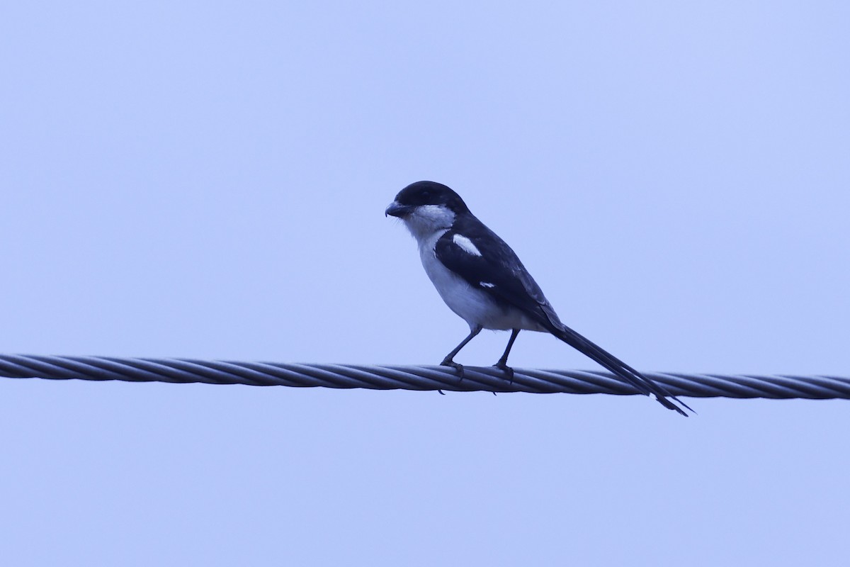 Northern Fiscal - ML647171436