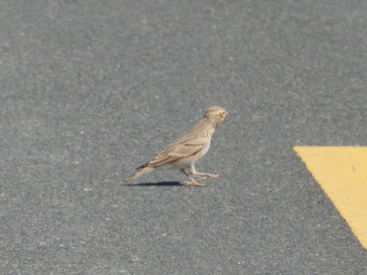 Asian Short-toed Lark - ML647171437