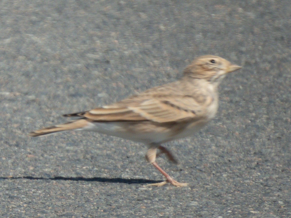 Asian Short-toed Lark - ML647171438