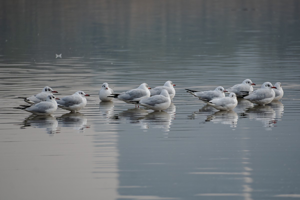 Gaviota Centroasiática - ML647171439