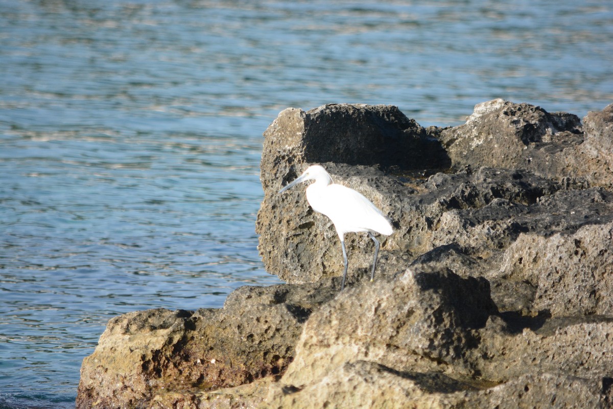 Küçük Ak Balıkçıl - ML647171440