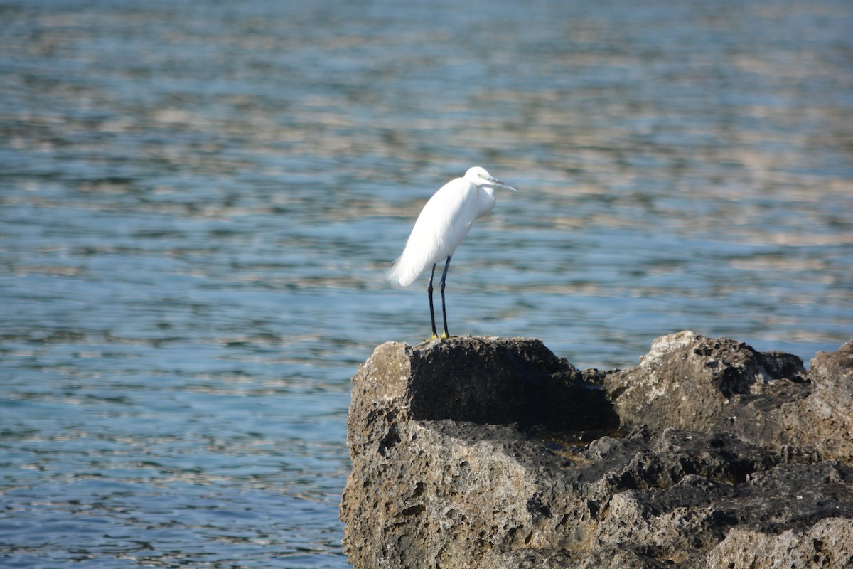 Küçük Ak Balıkçıl - ML647171442