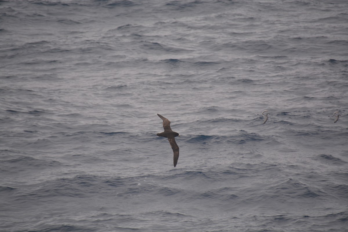 Beyaz Gıdılı Yelkovan - ML647171444