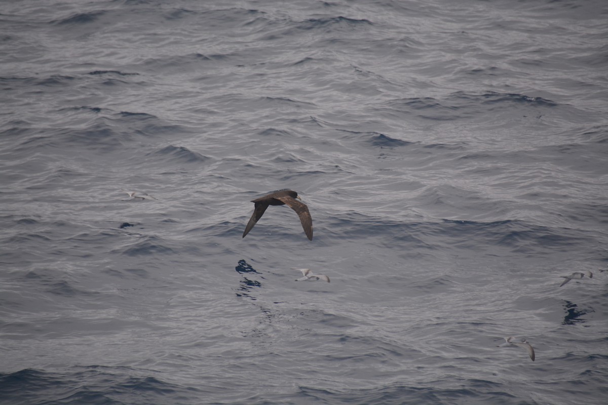 Beyaz Gıdılı Yelkovan - ML647171445