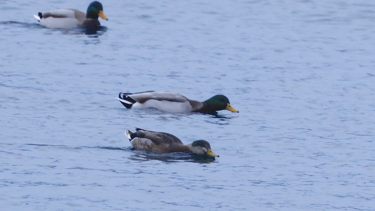 Mallard x American Black Duck (hybrid) - ML647171450