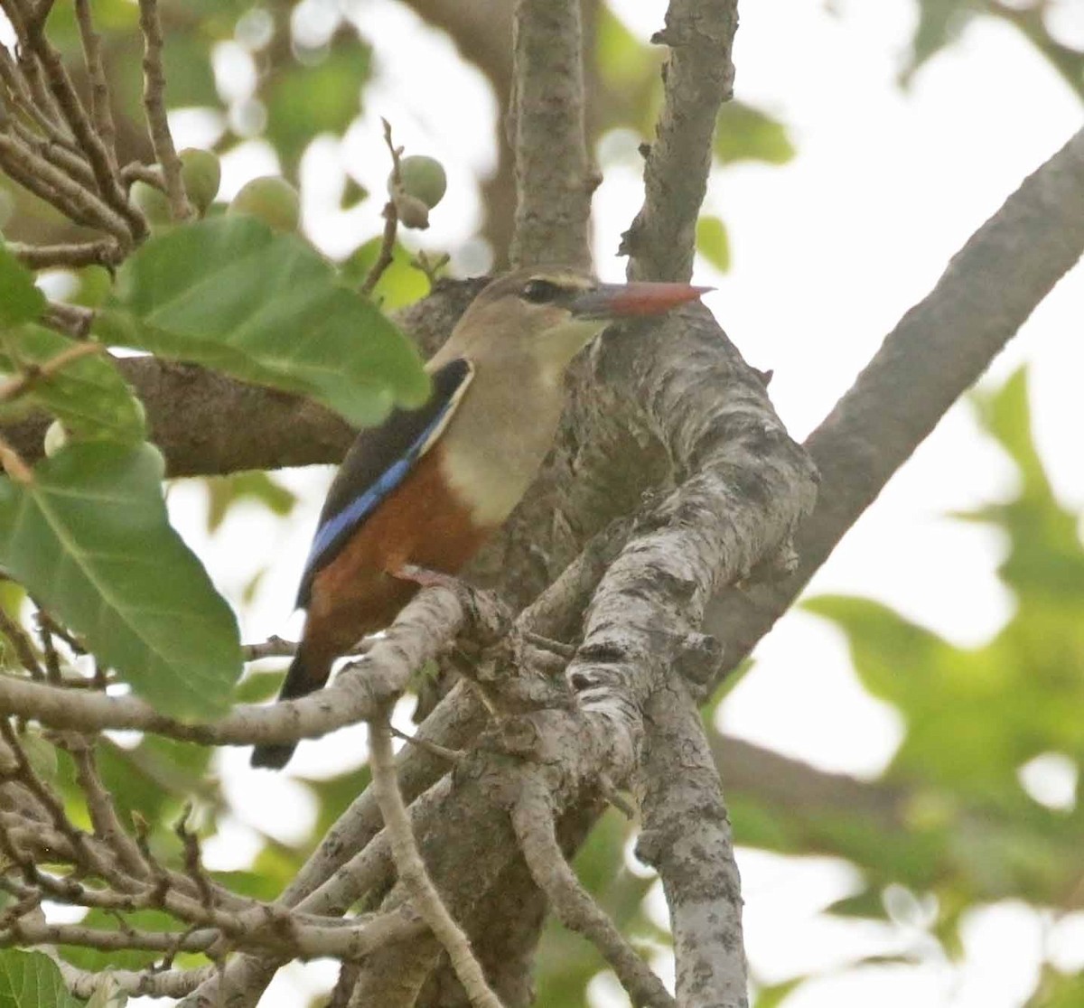 Martin-chasseur à tête grise - ML647171451