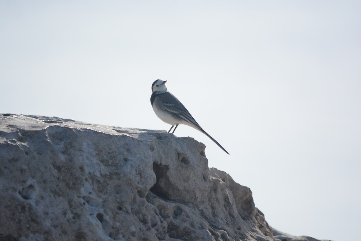 Ak Kuyruksallayan - ML647171452