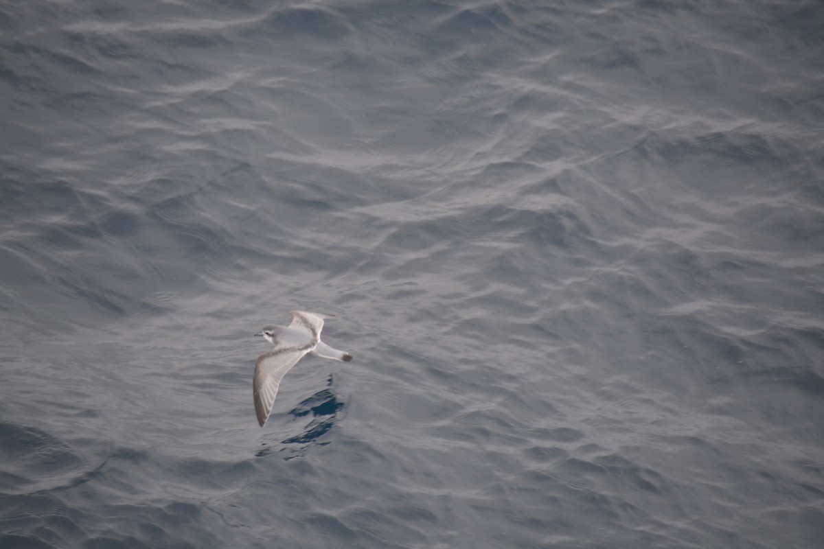 Taubensturmvogel - ML647171466