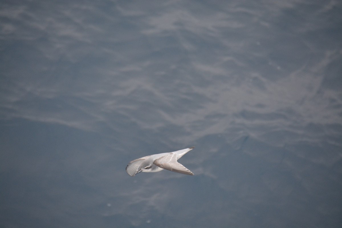 Taubensturmvogel - ML647171467