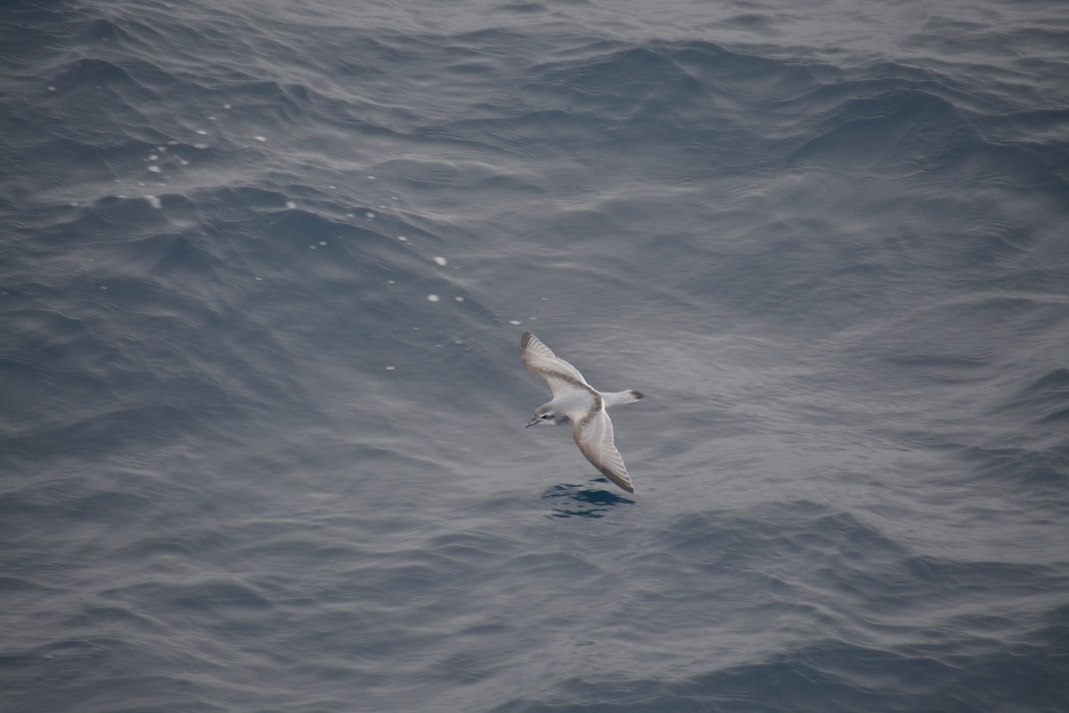 Taubensturmvogel - ML647171468