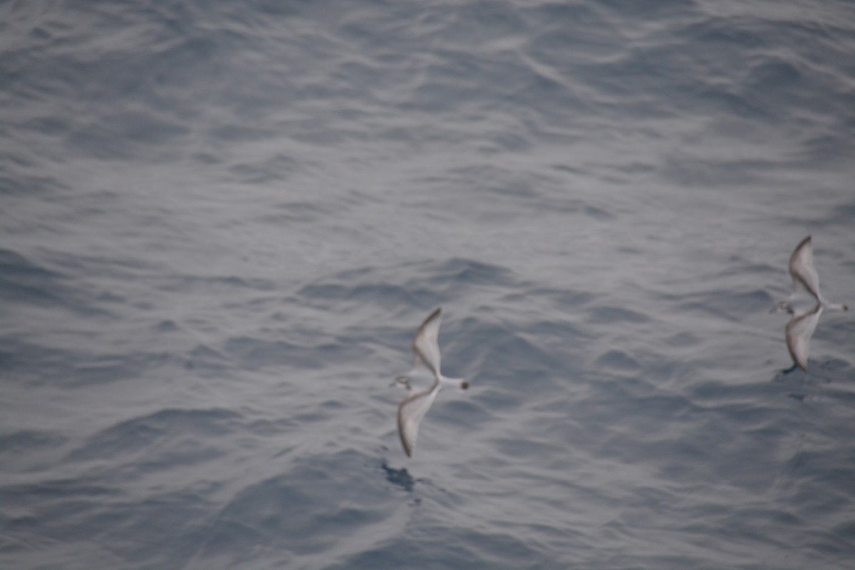 Taubensturmvogel - ML647171469