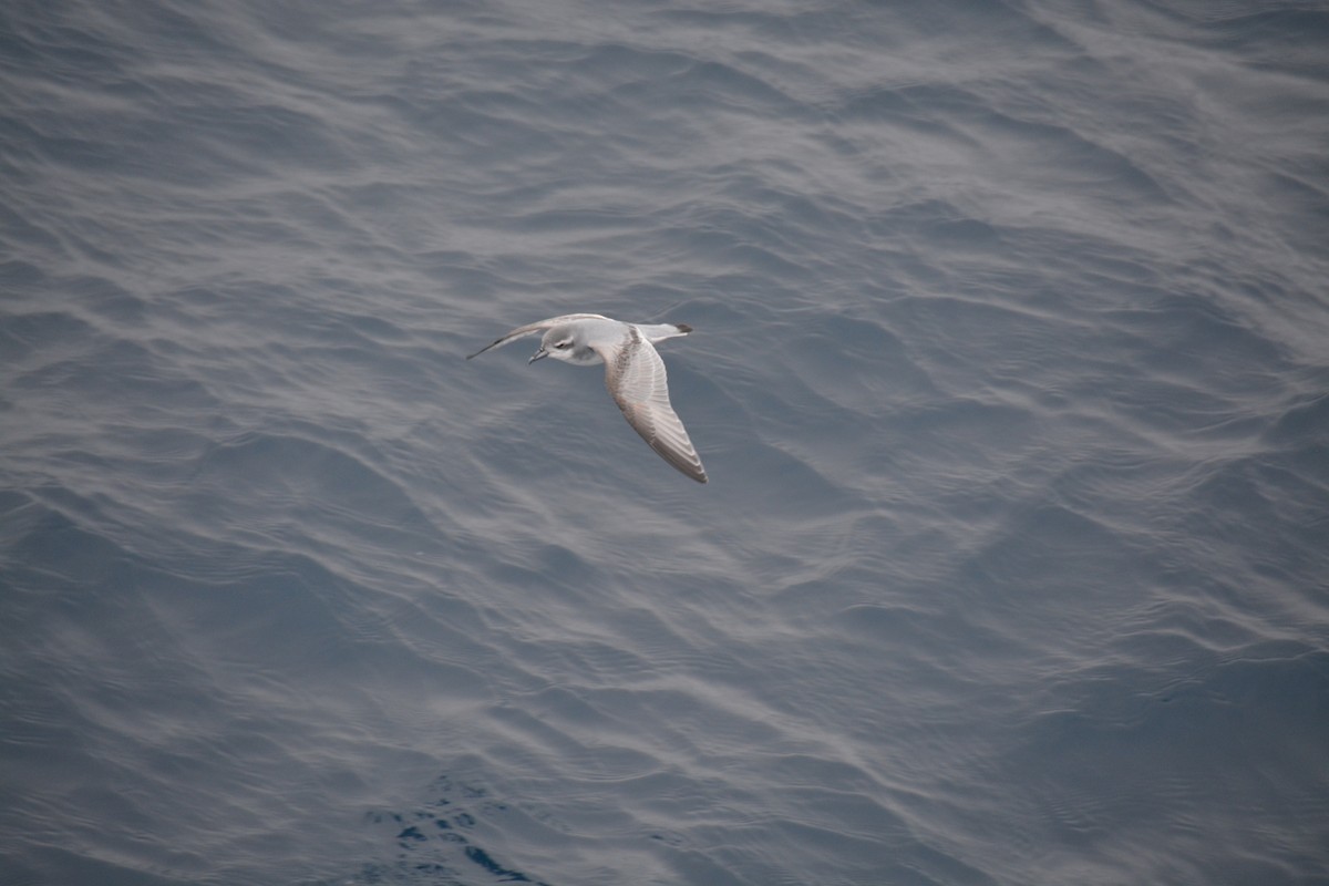 Taubensturmvogel - ML647171470