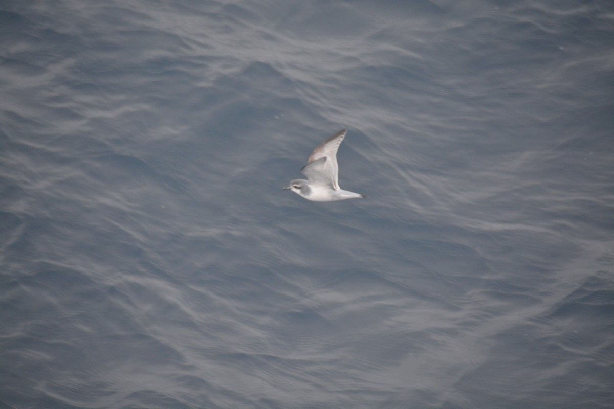 Taubensturmvogel - ML647171471