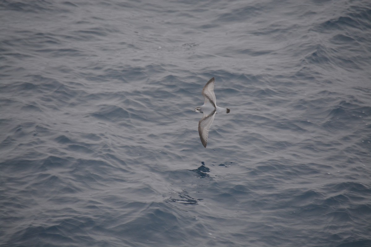 Taubensturmvogel - ML647171472