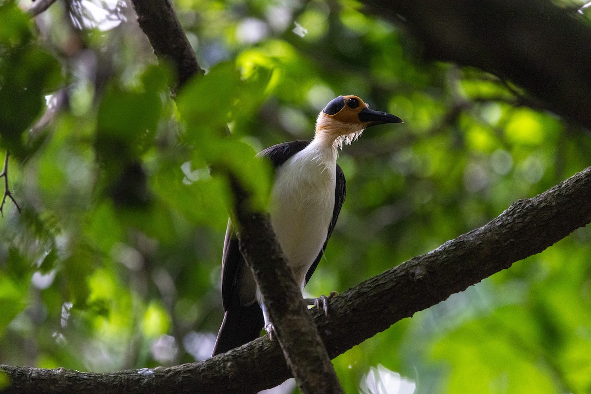 White-necked Rockfowl - ML647171475