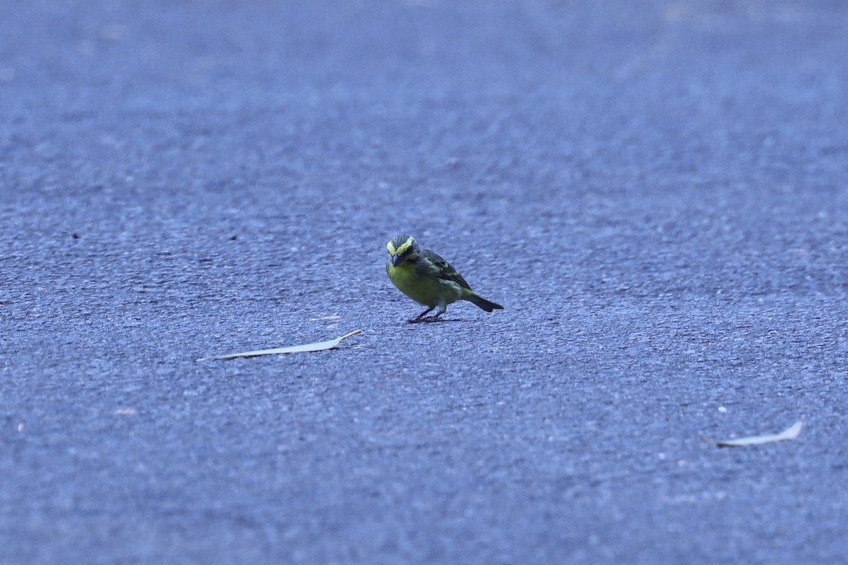 Kara Bıyıklı Sarı İskete - ML647171476