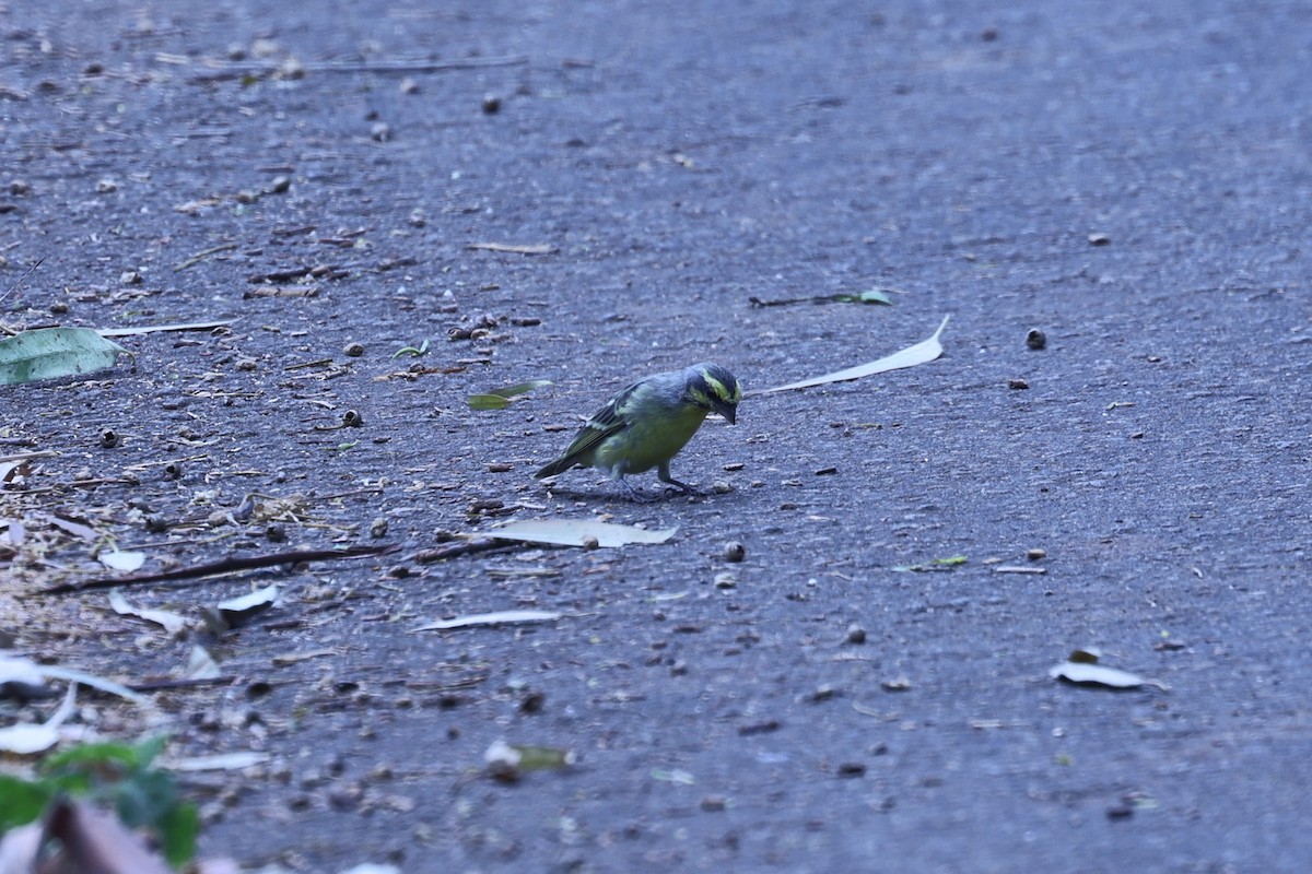 Kara Bıyıklı Sarı İskete - ML647171477