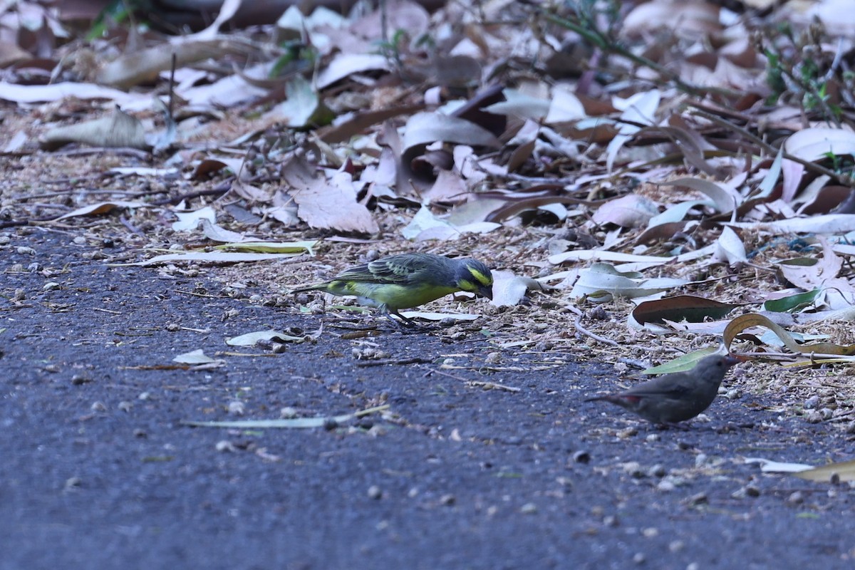 Kara Bıyıklı Sarı İskete - ML647171478