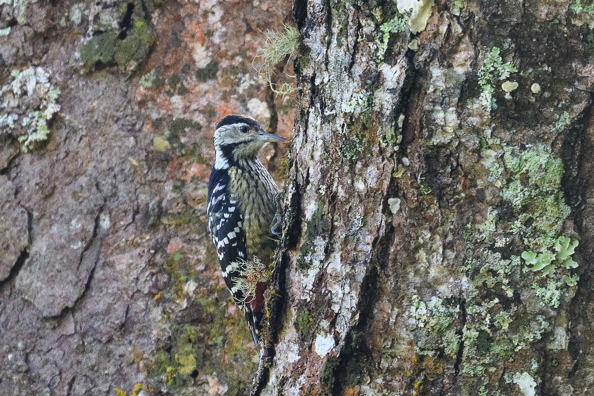 Stripe-breasted Woodpecker - ML647171483