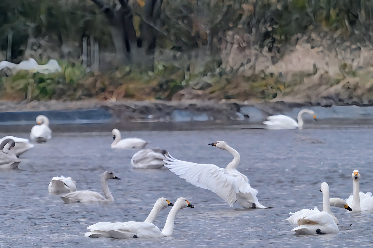 Tundra Swan - ML647171493