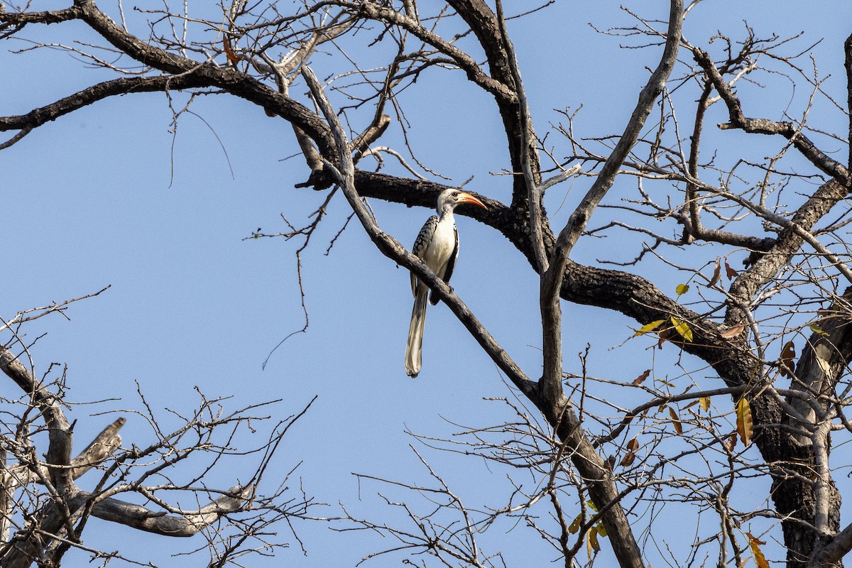 Northern Red-billed Hornbill - ML647171494