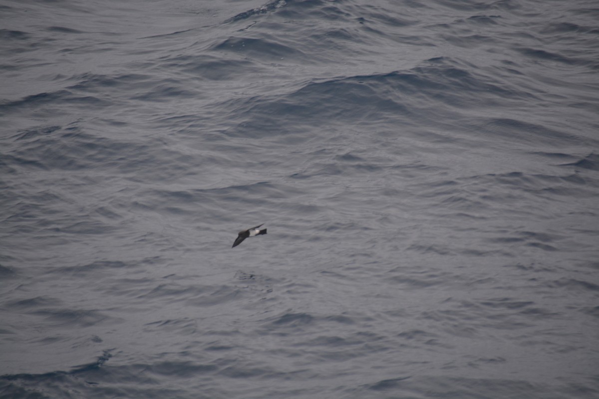 Black-bellied Storm-Petrel - ML647171497