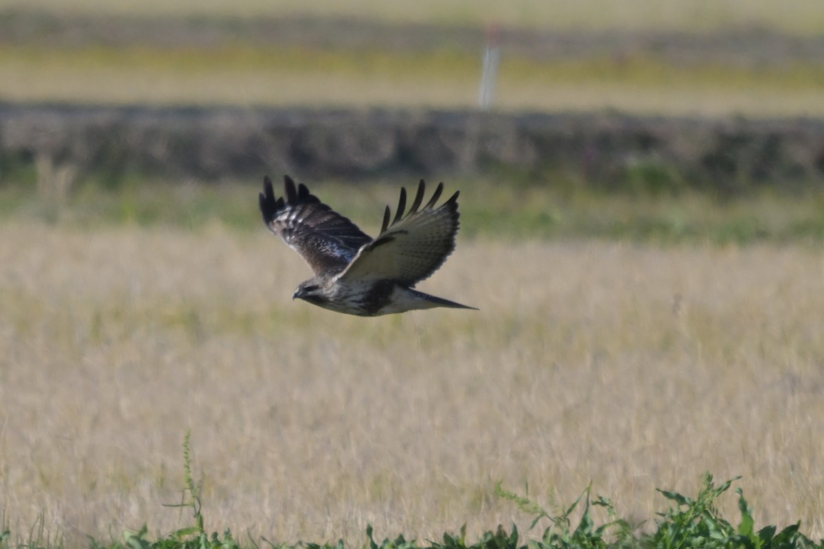 Eastern Buzzard - ML647171498