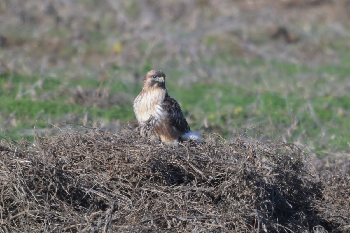 Eastern Buzzard - ML647171499