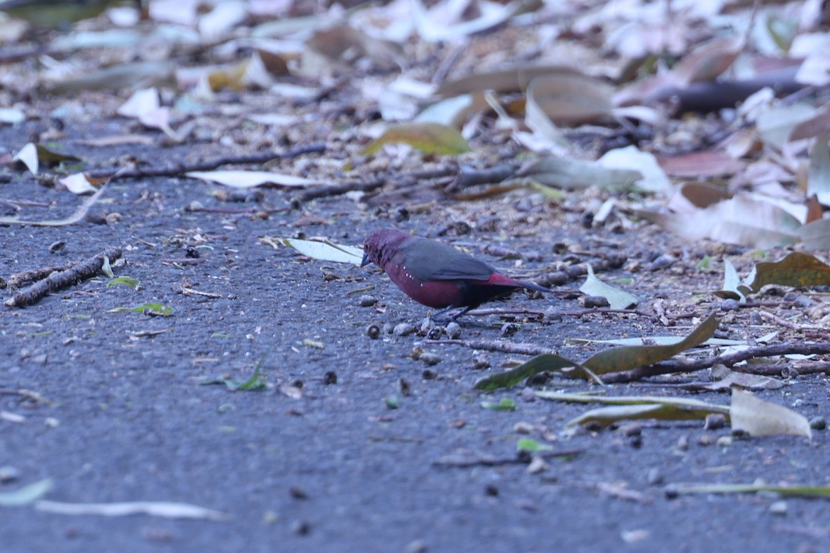 Jameson's Firefinch - ML647171503