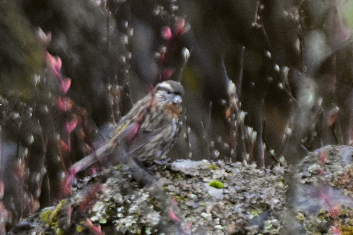 Чечевиця білоброва - ML647171507