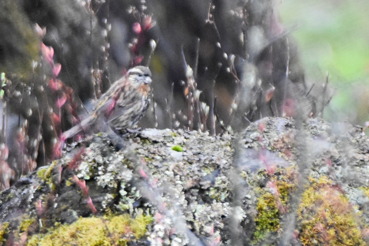 Чечевиця білоброва - ML647171508