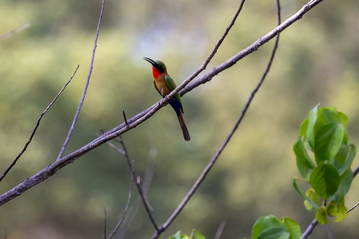 Red-throated Bee-eater - ML647171509