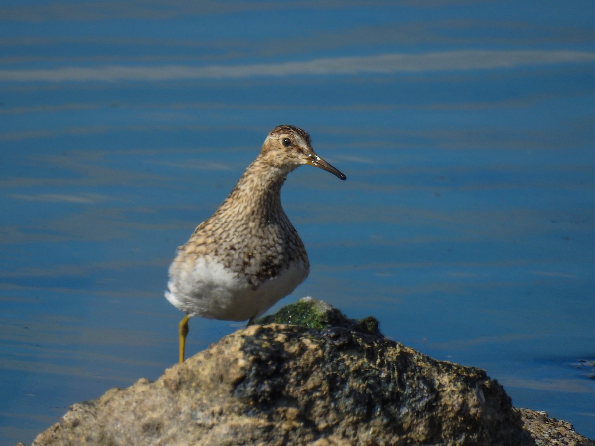 Pectoral Sandpiper - ML64717151