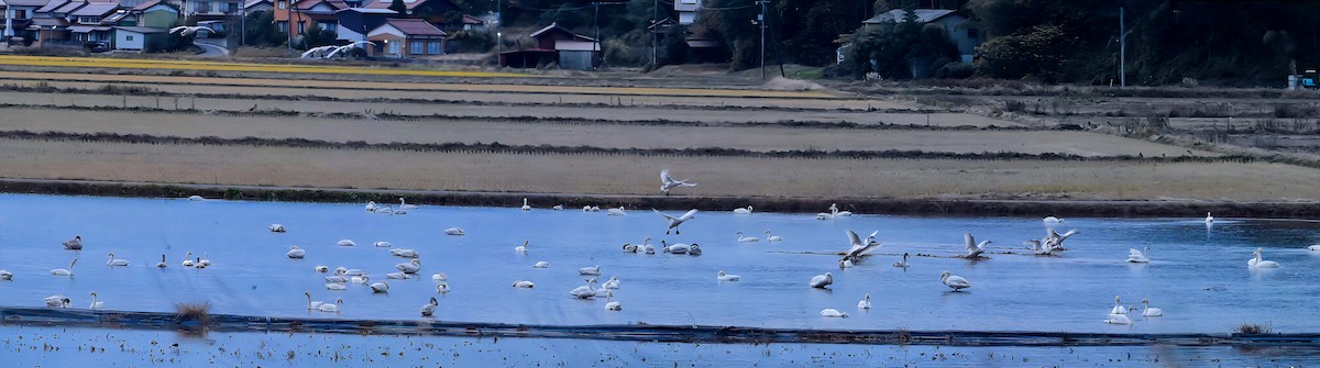 Tundra Swan - ML647171510