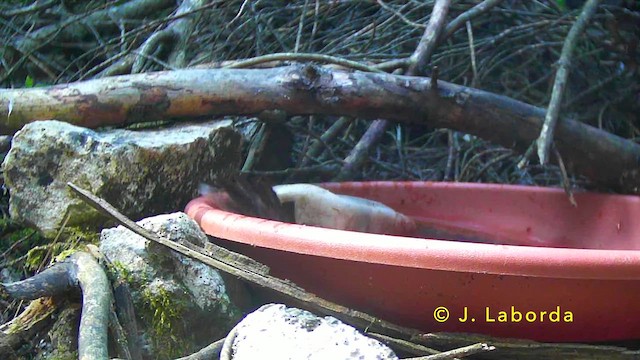 Sardinian Warbler - ML647171516