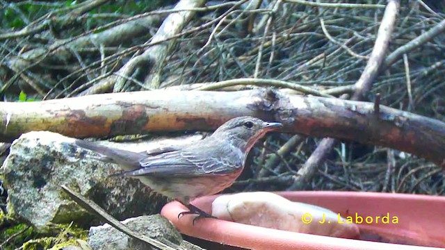 Spotted Flycatcher - ML647171522