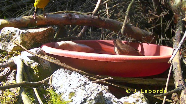 Common Nightingale - ML647171524