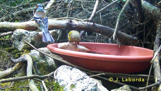 European Greenfinch - ML647171537