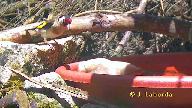 European Goldfinch - ML647171546